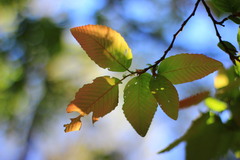 Nothofagus alpina