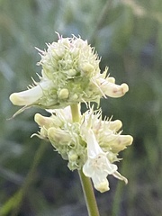 Penstemon confertus