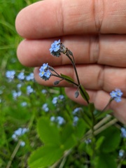 Myosotis lithospermifolia