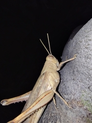 Schistocerca nitens