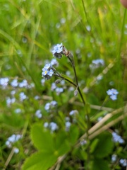 Myosotis lithospermifolia