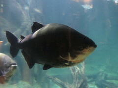 Colossoma macropomum
