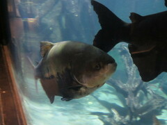 Colossoma macropomum