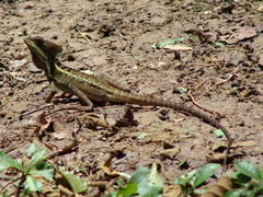 Basiliscus vittatus