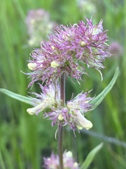 Penstemon confertus