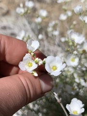 Eremogone macradenia