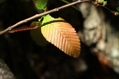 Nothofagus alpina
