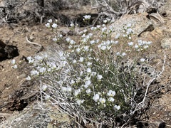 Eremogone macradenia