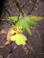 Erycina pusilla