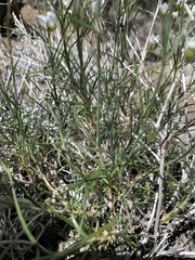 Eremogone macradenia