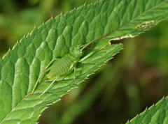 Callicrania ramburii