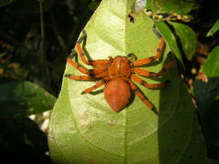 Olios simoni