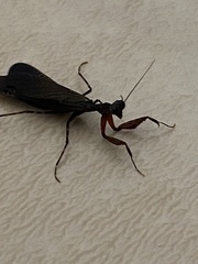 Pseudomiopteryx infuscata