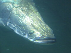 Arapaima gigas