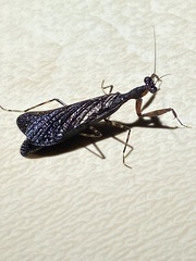 Pseudomiopteryx infuscata