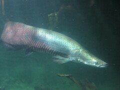 Arapaima gigas