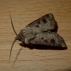Agrotis clavis