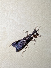 Pseudomiopteryx infuscata