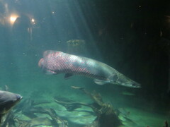 Arapaima gigas