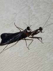 Pseudomiopteryx infuscata