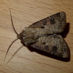 Agrotis clavis