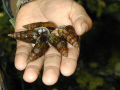 Melanopsis