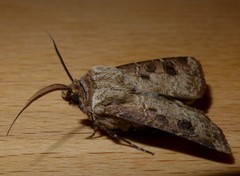 Agrotis clavis