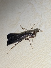 Pseudomiopteryx infuscata