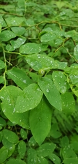 Vaccinium alaskaense