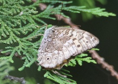 Neope goschkevitschii