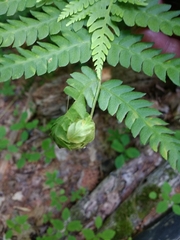 Herpetogramma theseusalis