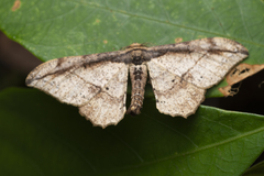 Hyposidra infixaria