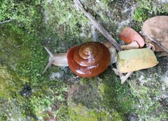 Quantula striata