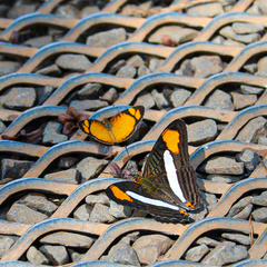 Adelpha malea