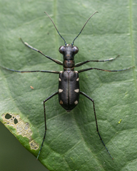 Cylindera decolorata