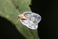 Borysthenes emarginatus