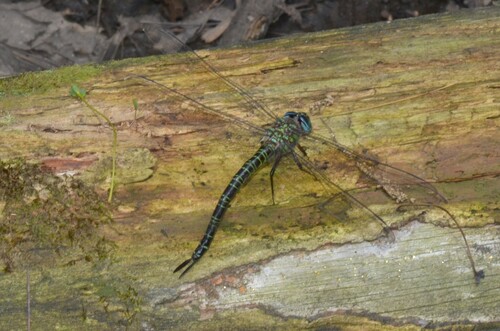Swamp Darner photo 6