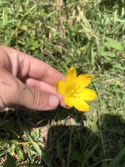 Zephyranthes citrina