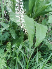 Macropodium nivale