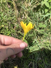 Zephyranthes citrina