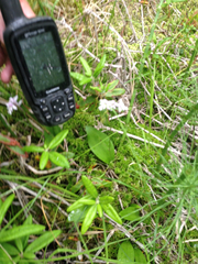 Galearis rotundifolia