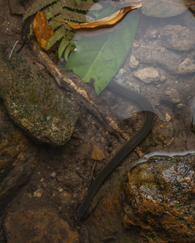 Anderson's Mountain Keelback