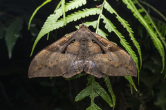 Ischyja manlia