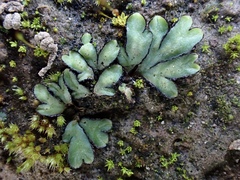 Riccia inflexa