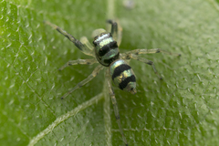 Phintella accentifera