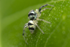 Phintella accentifera