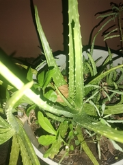 Aloe