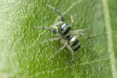 Phintella accentifera