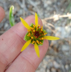 Tetragonotheca texana