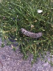 Lepidoptera